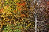 Autumn Color_29411